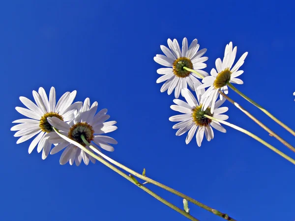 Floraison de la roue de marguerite sur fond bleu — Photo