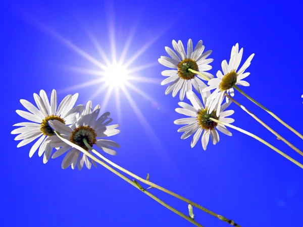 Fiori della daisywheel su sfondo blu turno — Foto Stock