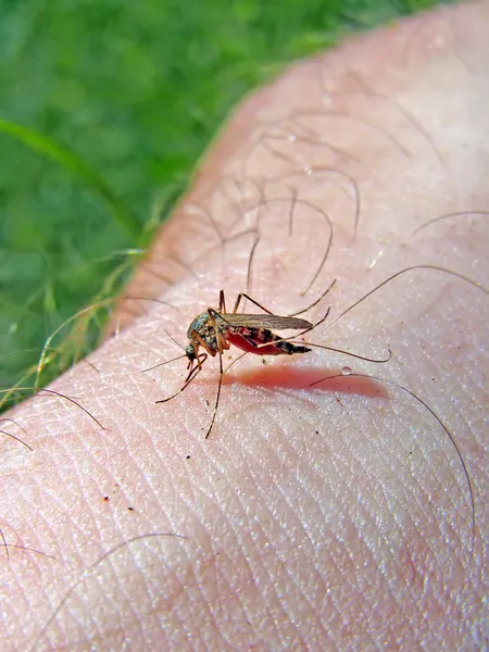 Mücke, um Blut aus der Hand der Person zu trinken — Stockfoto