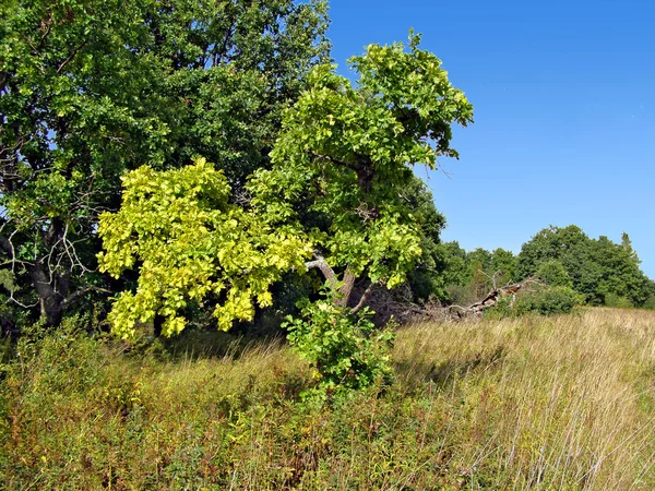 Желтый лист дуба — стоковое фото