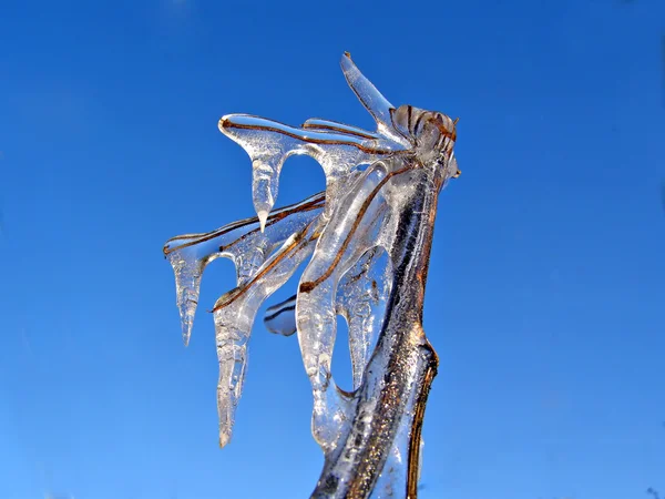 Ice on herb — Stock Photo, Image
