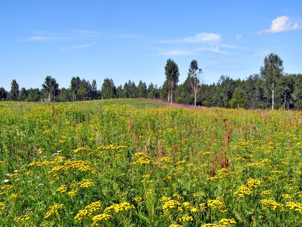 Желтое осеннее поле — стоковое фото