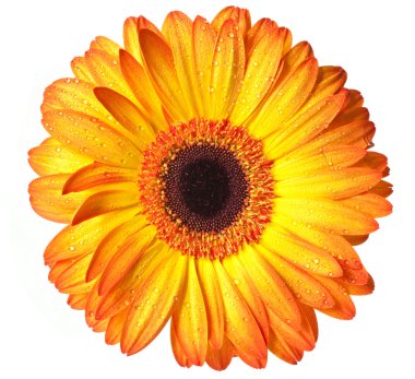 Gerbera