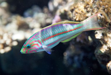 Klunzinger's wrasse clipart