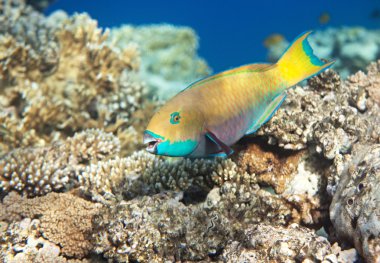 Heavybeak parrotfish clipart