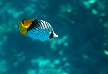 Threadfin butterflyfish