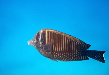 Desjardin'ın sailfin tang