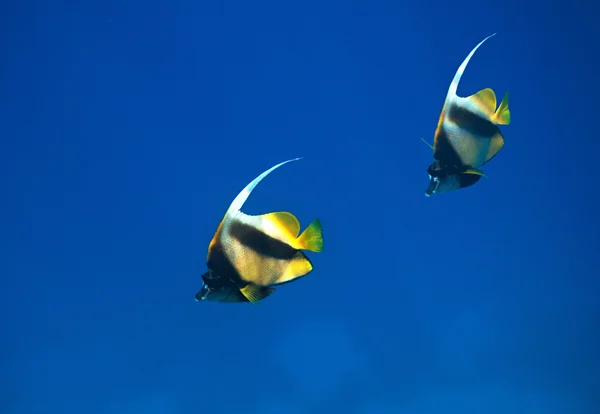 Rudé moře bannerfish — Stock fotografie