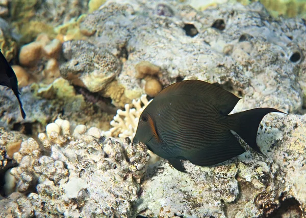 Kahverengi surgeonfish — Stok fotoğraf