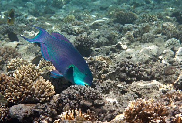 Heavybeak parrotfish. — Stock Photo, Image