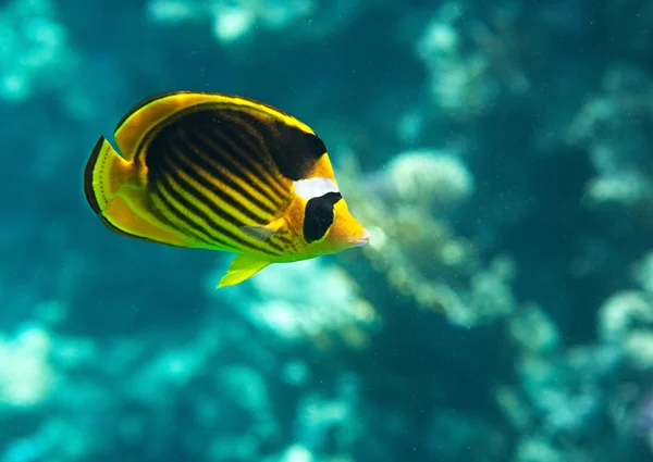 Diagonal-lined butterflyfish — Stock Photo, Image