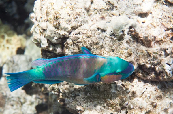 Μαργαρίτα parrotfish — Φωτογραφία Αρχείου
