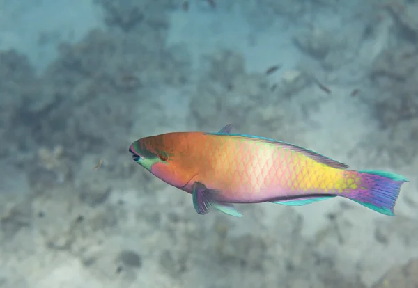 Σκουριασμένο parrotfish — Φωτογραφία Αρχείου