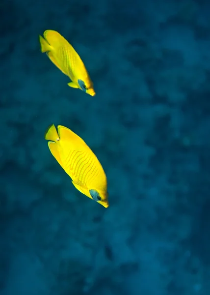 Pesce farfalla dalle guance azzurre — Foto Stock