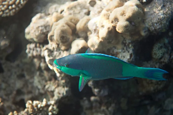 Birdled parrotfish — Stockfoto