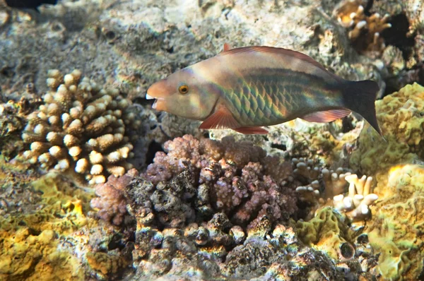 Birdled parrotfish — Φωτογραφία Αρχείου