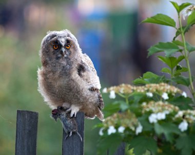 Long-eared Owl (Asio otus). clipart