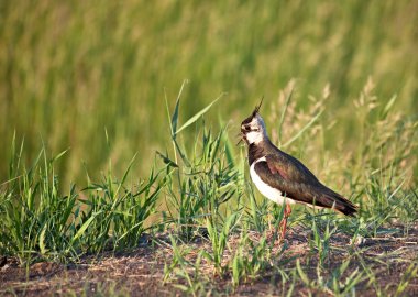 Female lapwing clipart