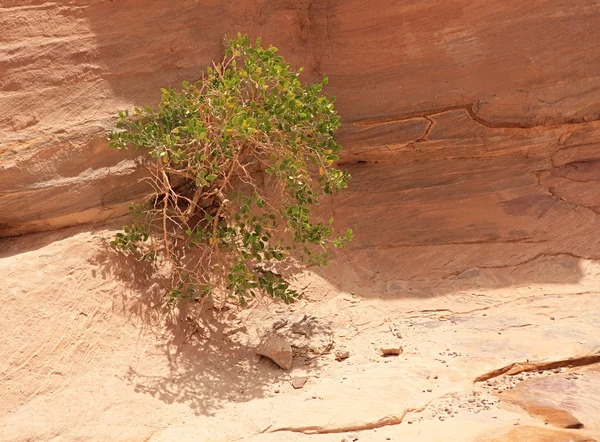 Зелене дерево в кольорові Каньйон. — стокове фото