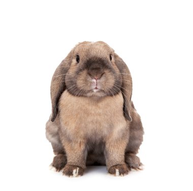 Dwarf lop-eared rabbit breeds Ram. clipart