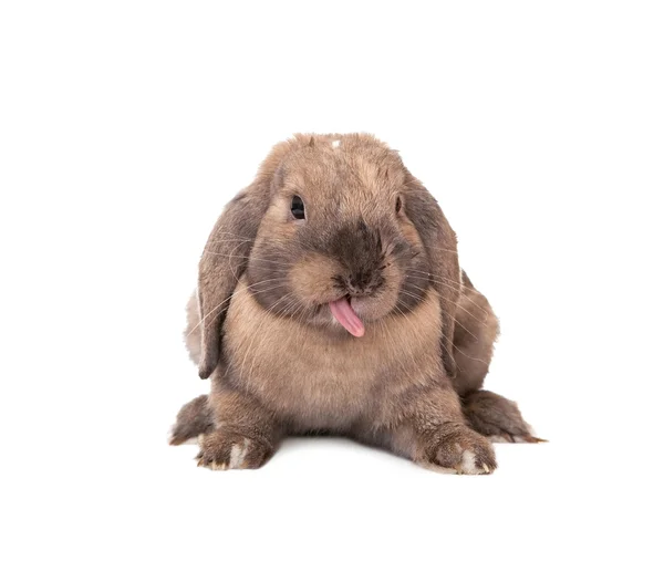 兔子伸出自己的舌头. — 图库照片