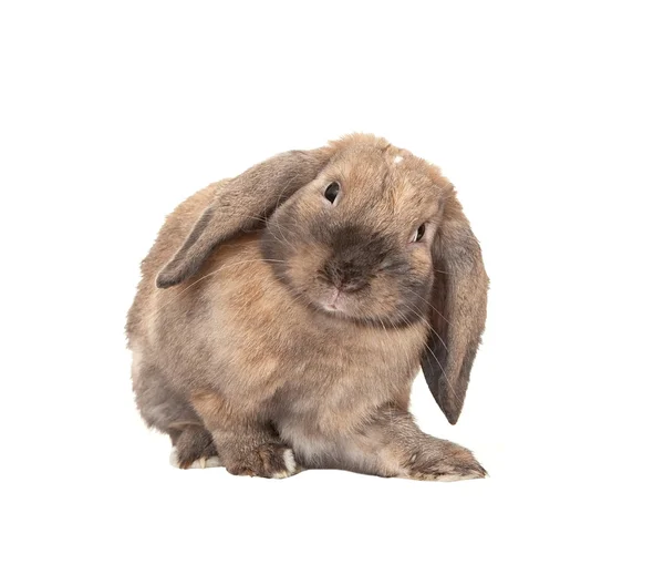 Cüce lop-eared tavşan doğurmak ram. — Stok fotoğraf