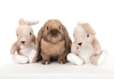 Dwarf rabbit in the company of toy rabbits. clipart
