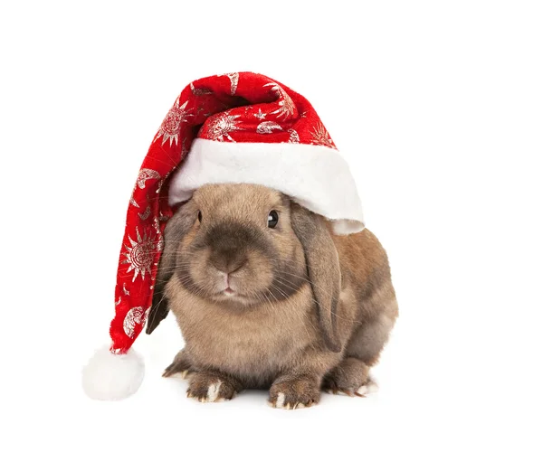 El conejo en el sombrero de Año Nuevo —  Fotos de Stock