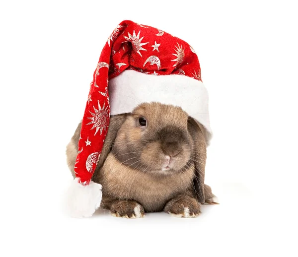 Rabbit in the New Year hat — Stock Photo, Image