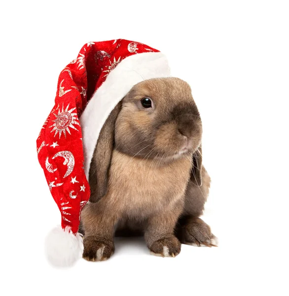 在新的一年帽子兔子 — 图库照片