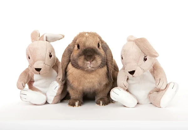 Карликовый кролик в компании игрушечных кроликов . — стоковое фото