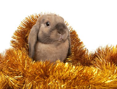 Dwarf rabbit in the Christmas tinsel. clipart