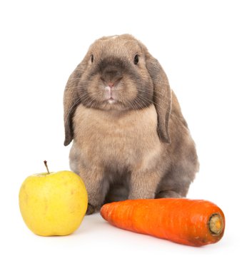 Dwarf rabbit with carrots and apple. clipart