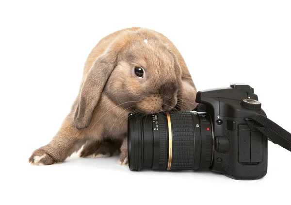 Dwarf rabbit with a digital SLR camera. — Stock Photo, Image