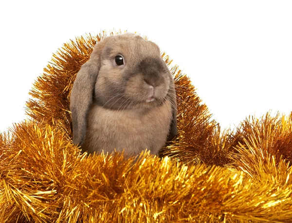 Dwarf rabbit in the Christmas tinsel. — Stock Photo, Image