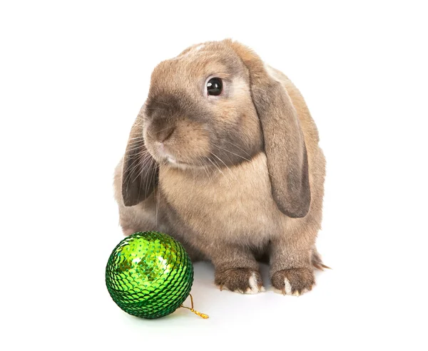 Dwarf rabbit with a Christmas toy. — Stock Photo, Image
