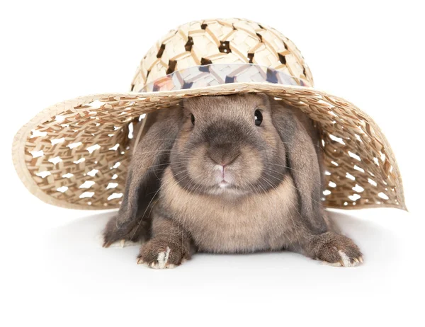 Dwarf rabbit in a straw hat. — Stock Photo, Image