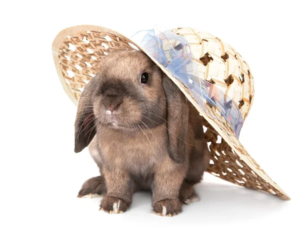 Карликовый кролик в соломенной шляпе . — стоковое фото