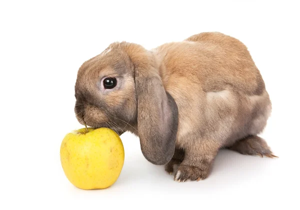 Dwarf rabbit sniffs the yellow apple. — Stock Photo, Image