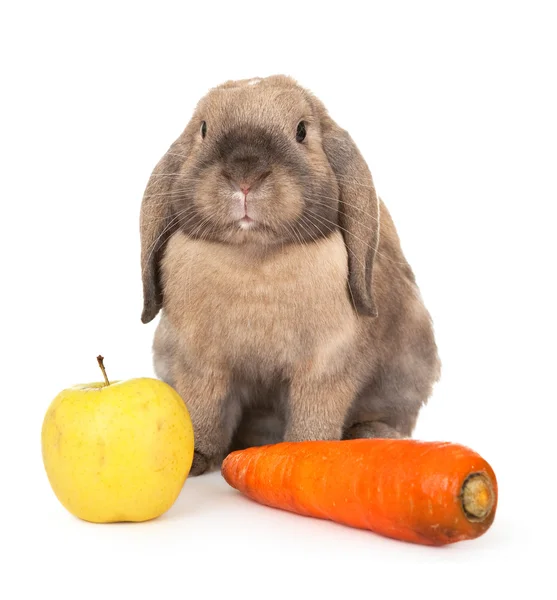 Dvärg kanin med morötter och äpple. — Stockfoto