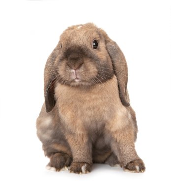 Dwarf lop-eared rabbit breeds Ram. clipart