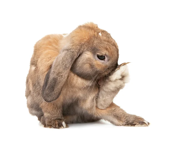 Kaninchenwäsche. — Stockfoto