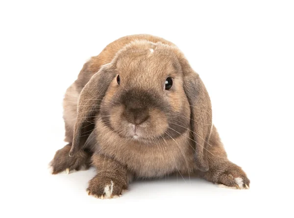 Dwarf lop-eared rabbit breeds Ram. — Stock Photo, Image