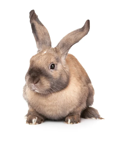 Rabbit with raised ears. — Stock Photo, Image
