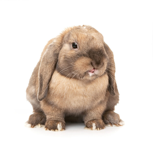 Кролик высунул язык.
.