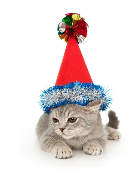 Kätzchen mit Weihnachtsmütze. — Stockfoto