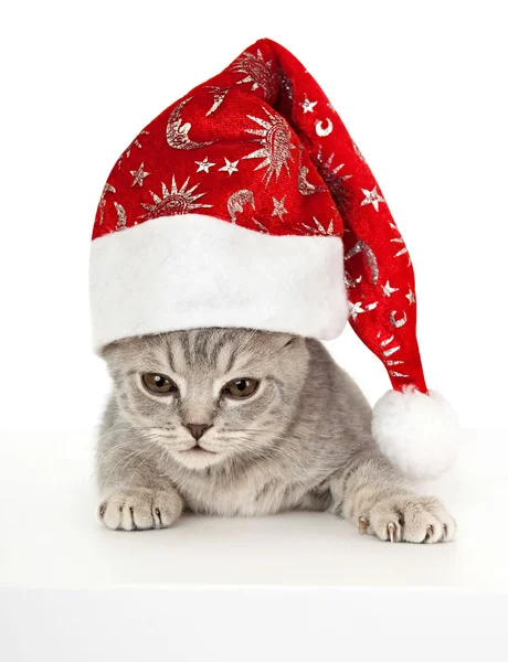Kotek w świątecznym kapeluszu. — Zdjęcie stockowe