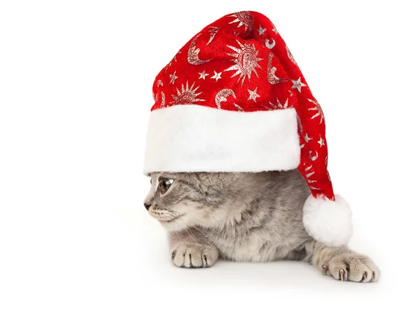 Kätzchen mit Weihnachtsmütze. — Stockfoto