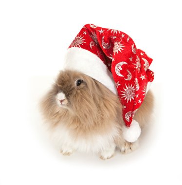 Yeni yıl şapkası giyen Lionhead tavşan.