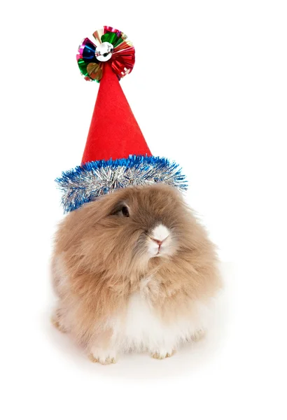 Lionhead królik w kapeluszu nowy rok. — Zdjęcie stockowe